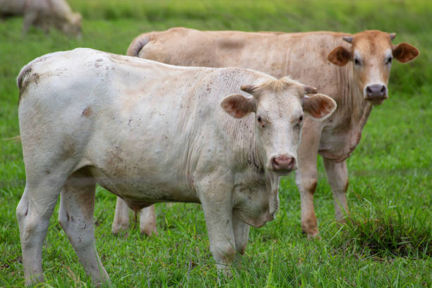 istock Curious cattle in a field on the Atherton Tableland in Queensland, Australia 1030178708