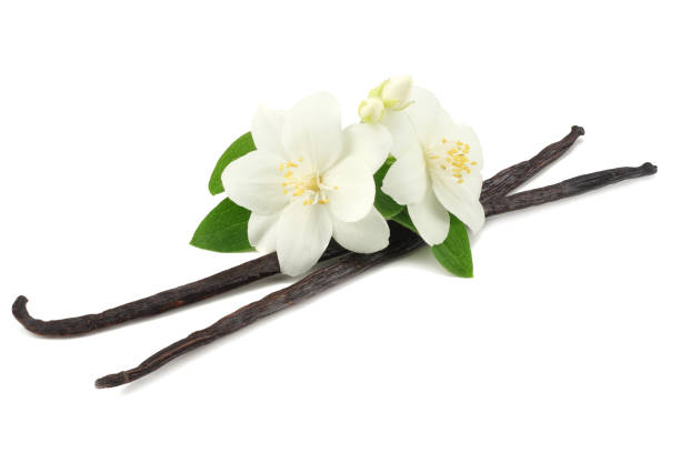 istock Vanilla sticks with white flower isolated on white background 1030179026