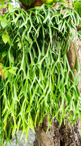 istock one kind of fern 1030181408