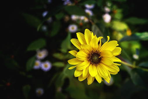 Flor de la hierba de Arnica en un fondo oscuro photo