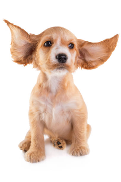 istock Cocker Spaniel cute Puppy, isolated on white. Little dog. 1030184670