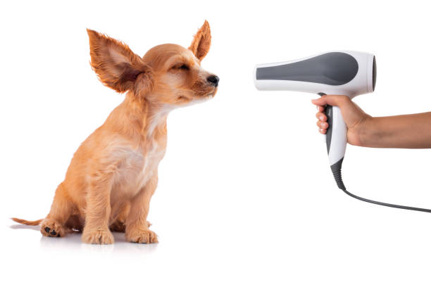 istock Cocker Spaniel Puppy getting his fur dried with a blower, isolated on white. 1030184678
