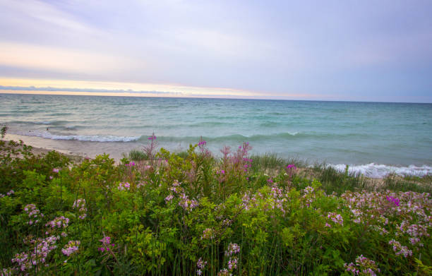 ヒューロン湖のミシガン州海岸に美しいワイルドフラワー サンセット ビーチ - travel destinations lake michigan freshwater standing water ストックフォトと画像