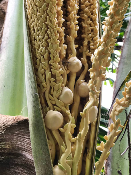istock A panicle of Coconut tree or Cocos nucifera. 1030187924