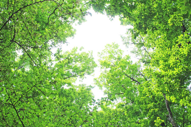 istock Fresh green leaves background 1030188104