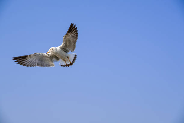 istock Brown-headed gull The Seagull It is different from other seagulls with large white stripes at the base of the wings. The adults have white stripes at the ends of the wings, which are black. Birds are native to Central Asia. Having flown south in early win 1030191130