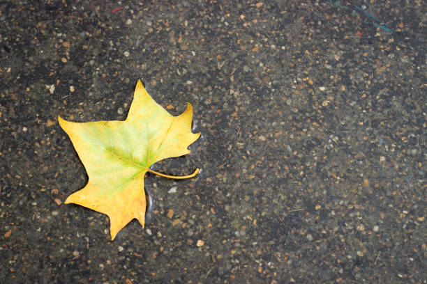 istock Yellow maple leaf on wet asphalt, autumn background, copy space 1030191382