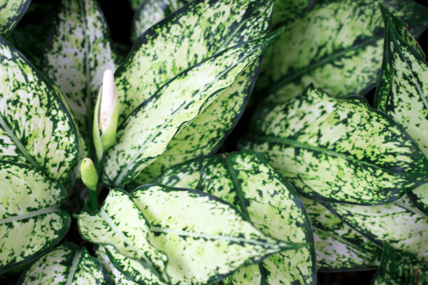 istock Green leaves close-up, texture, background 1030191698