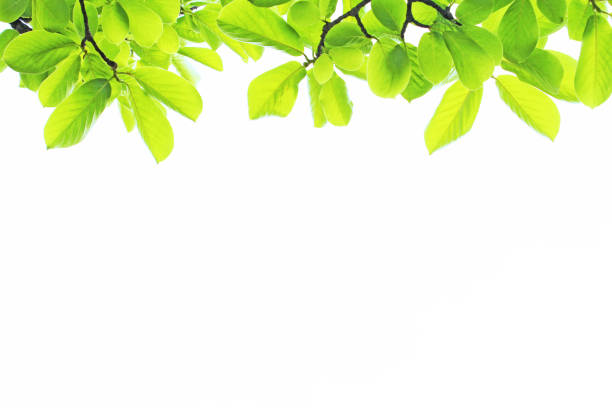 istock Fresh green leaves on white background with copy space 1030191730