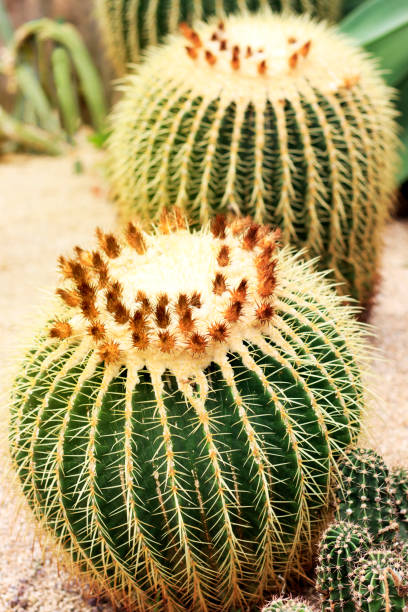 istock Big round cactus close-up. Top view. Toned 1030191828