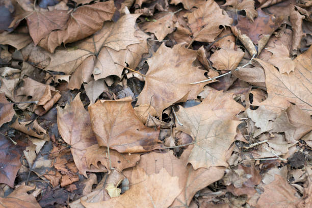 istock Fallen autumn Brown old maple leaves 1030191942