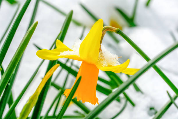 Bunch of yellow spring daffodils in snow garden.