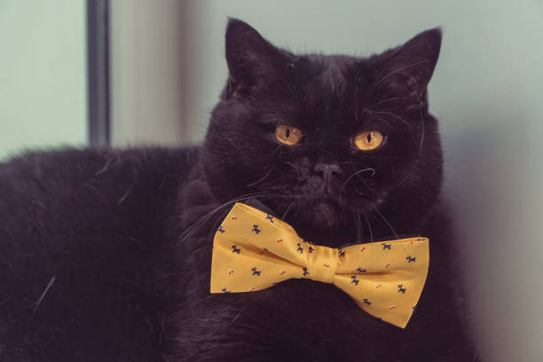 istock Black cat. Black cat with yellow bow is on the windowsill 1030195178