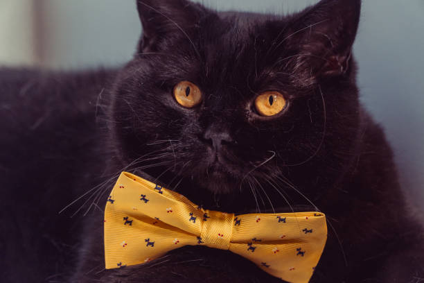 istock Black cat. Black cat with yellow bow is on the windowsill 1030195180