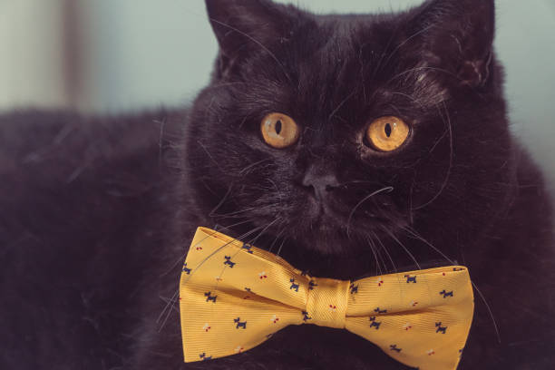 istock Black cat. Black cat with yellow bow is on the windowsill 1030195182