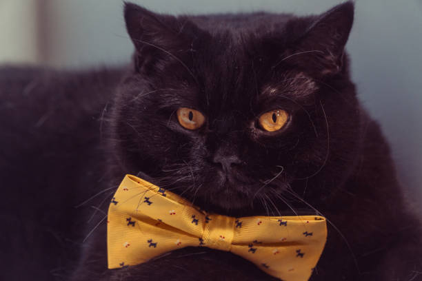 istock Black cat. Black cat with yellow bow is on the windowsill 1030195192