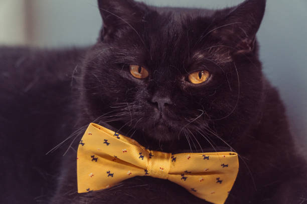istock Black cat. Black cat with yellow bow is on the windowsill 1030195194
