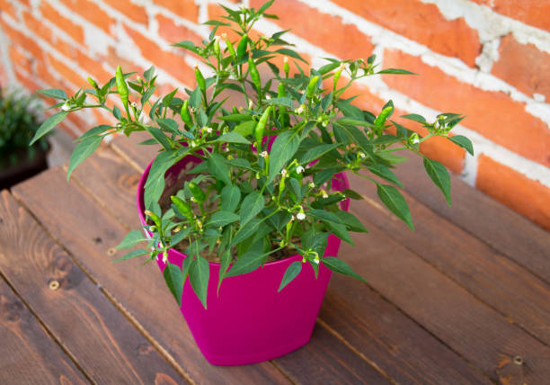 istock Hot pepper in a pots on the table 1030198536