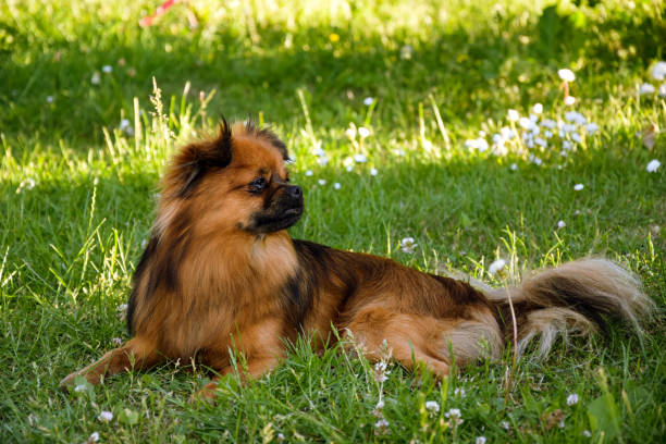 istock Dog in the nature 1030199620