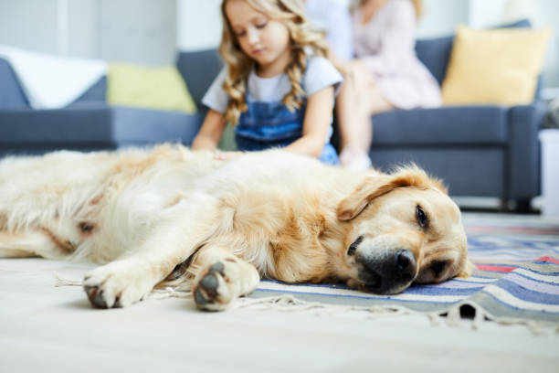 istock Dog on the floor 1030202526