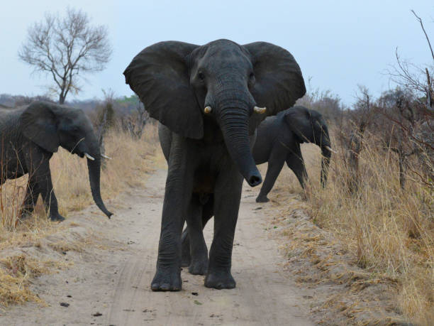 istock along the road in Africa 1030202652