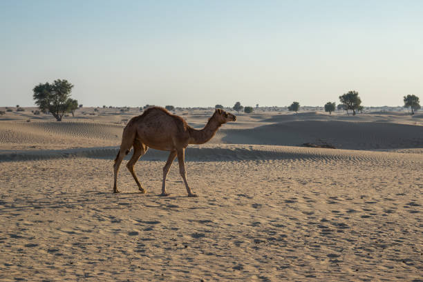 istock camels in the desert 1030202986