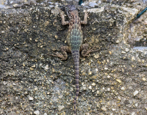 camouflage_2 cuban curly-tailed lizard on a wall in Varadero, Cuba northern curly tailed lizard leiocephalus carinatus stock pictures, royalty-free photos & images