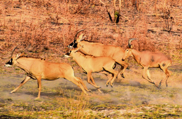 istock Herd of beautiful very secretive Roan antelope 1030205500
