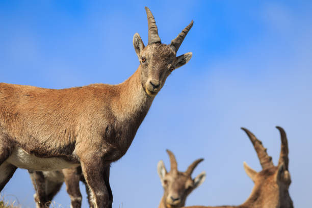 istock ibexes in the Alps 1030205520