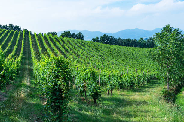 istock vineyards in Tuscany 1030207826