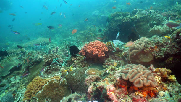 istock Coral reef and tropical fish. Philippines, Mindoro 1030208156