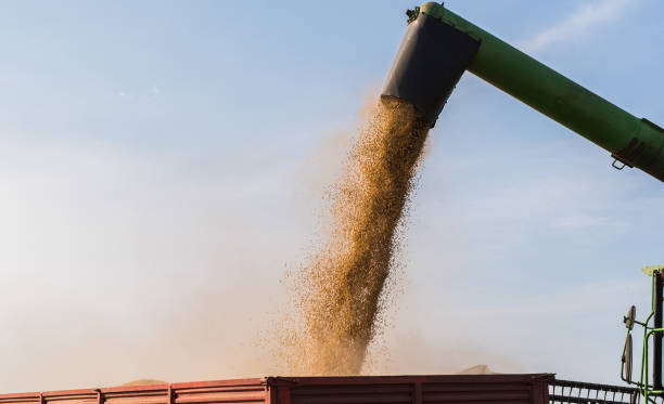 istock Pouring soy bean grain into tractor trailer after harvest 1030208956