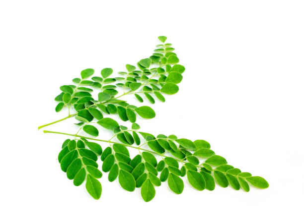 istock Moringa leaves, kelor isolated on white background. 1030211162
