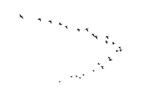 Cormoranes volando photo