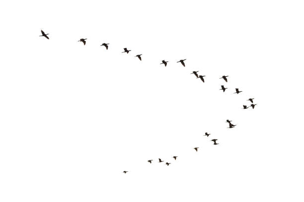 Cormorants flying Flying Cormorants, Phalacrocorax carbo, isolated on white birds flying in v formation stock pictures, royalty-free photos & images