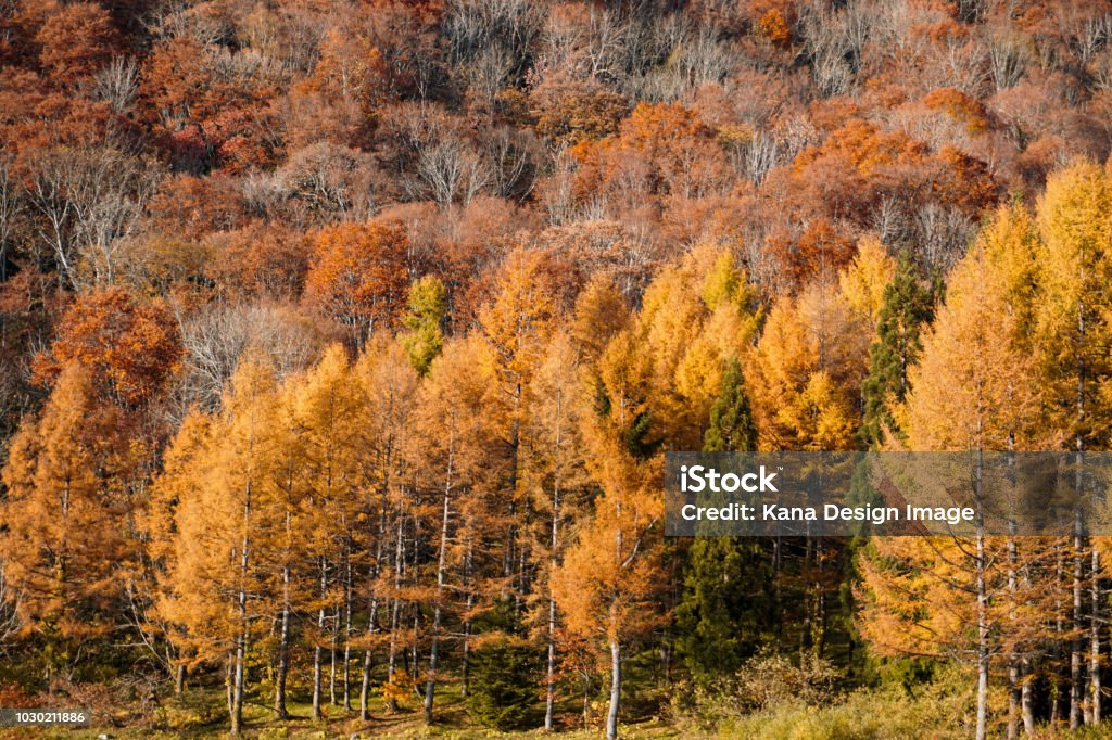 Larch forest in Toyama, Japan. Autumn Stock Photo