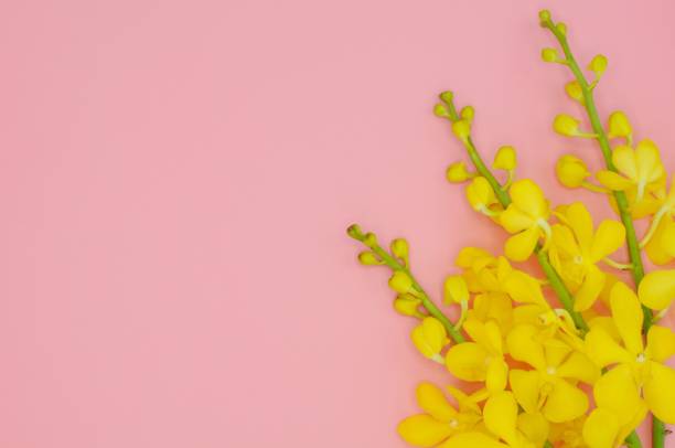 istock Beautiful fresh yellow color orchids from top view. 1030212236