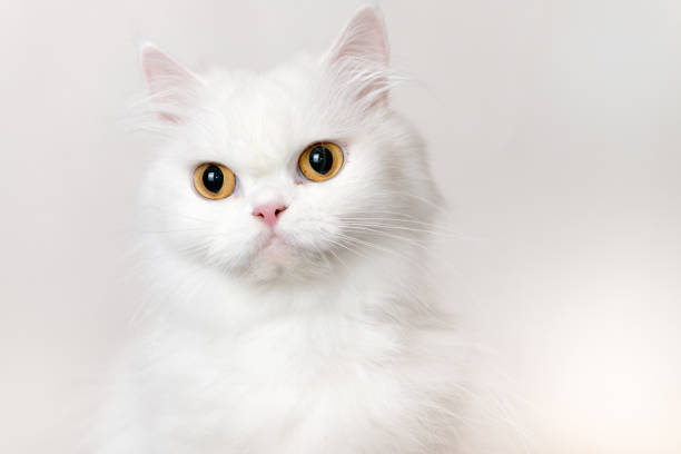 แมวเปอร์เซียสีขาวน่ารักที่มีพื้นหลังสีขาว ภาพสต็อก - ดาวน์โหลดรูปภาพตอนนี้  - การจ้องมอง - กำลังมองหา, การถ่ายภาพ - ภาพ, การนั่ง - Istock