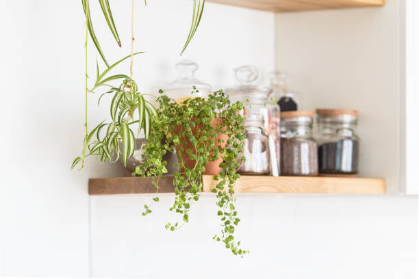 istock Open shelves in the kitchen. View of the kitchen 1030215508