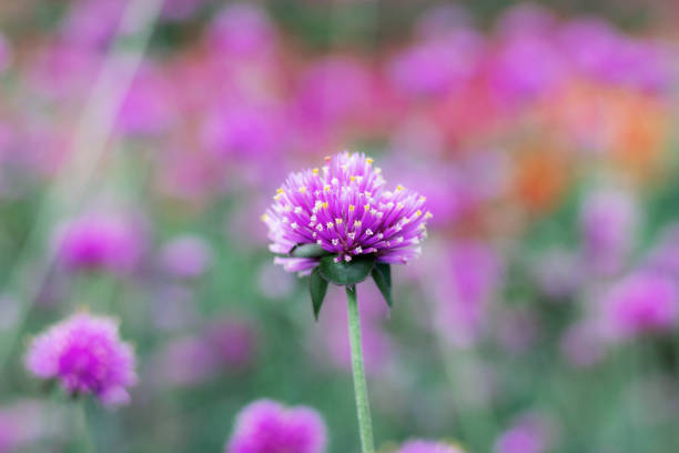 Purple flower with beautiful in the winter.