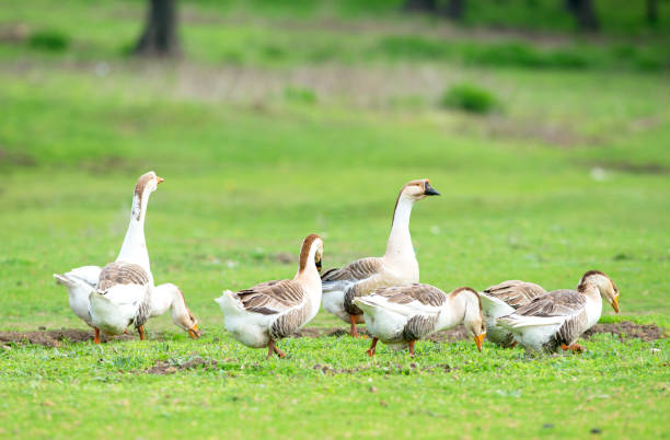 istock Group of domestic goose (Anser  domesticus) in meadow. 1030215888