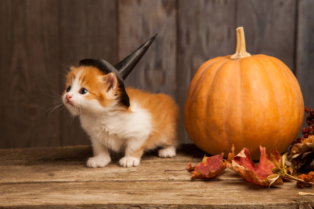 ginger kitten and halloween pumpkin jack-o-lantern on black wood background. ginger kitten and halloween pumpkin jack-o-lantern on black wood background october photos stock pictures, royalty-free photos & images