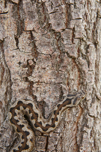 mimetismo serpente. dettaglio vipera aspis su una superficie del tronco - snakeskin snake print python foto e immagini stock