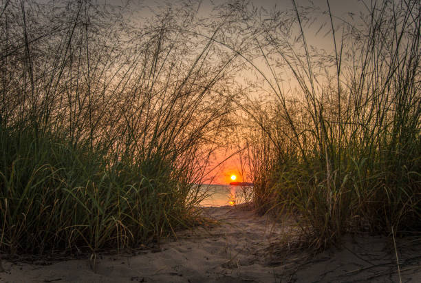 istock Beach Path Sunrise On Sandy Beach With Dune Grass In Port Huron Michigan 1030219304