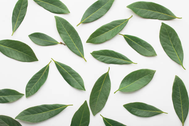 lemon or citrus leaves, on white background