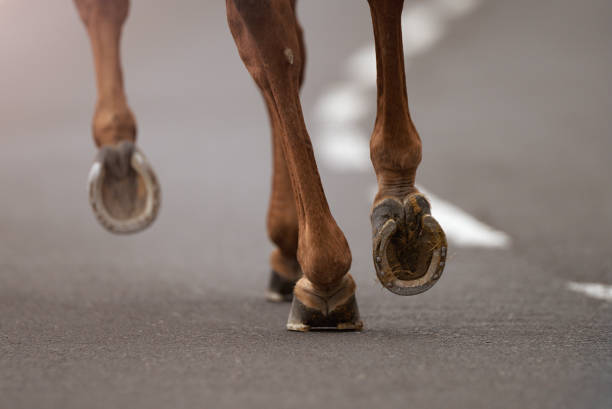 istock The horse runs on the asphalt road 1030232630