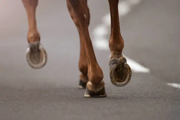 The horse runs on the asphalt road, the detail of the hooves