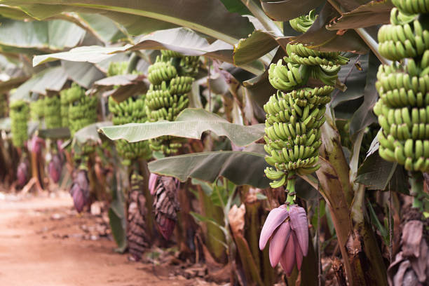 plantación de palmas de banana, racimos de plátanos verdes en una rama de palma de plátano - banana plantation green tree fotografías e imágenes de stock