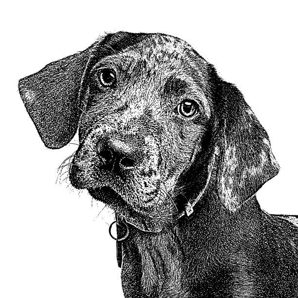 Catahoula Leopard Dog Puppy in animal shelter Mezzotint illustration of a Catahoula Leopard Dog Puppy in animal shelter animal welfare stock illustrations
