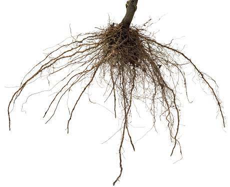 Roots of tree or plant isolated on white background